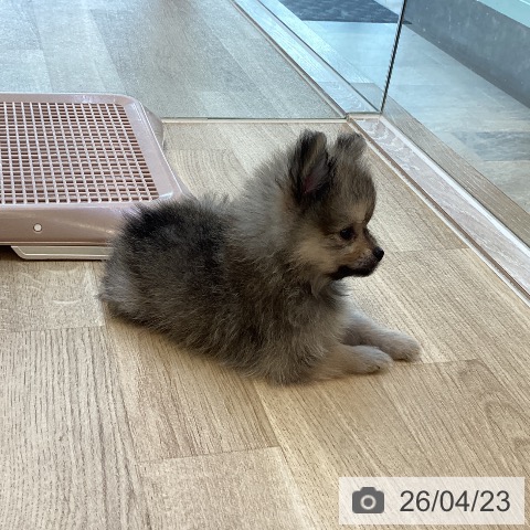 ポメラニアンの写真