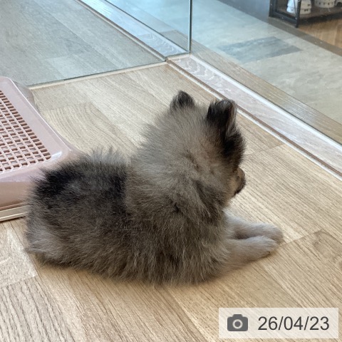 ポメラニアンの写真