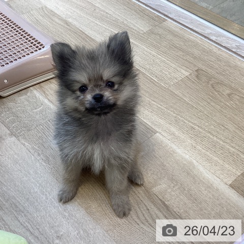 ポメラニアンの写真