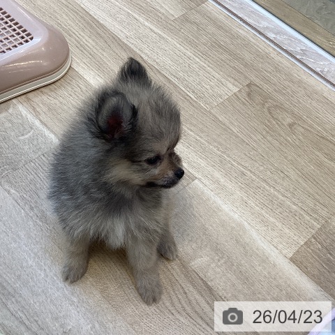 ポメラニアンの写真