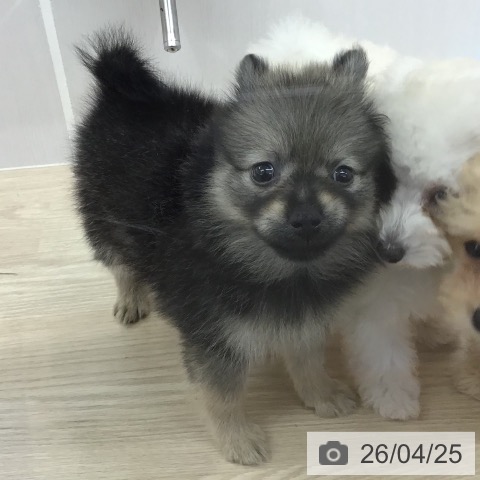 沖縄県のポメラニアン (ペットプラス 沖縄ライカム店/2026年2月20日生まれ/女の子/ウルフセーブル)の子犬の4枚目の画像