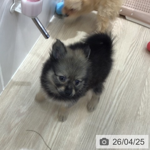 沖縄県のポメラニアン (ペットプラス 沖縄ライカム店/2026年2月20日生まれ/女の子/ウルフセーブル)の子犬の3枚目の画像