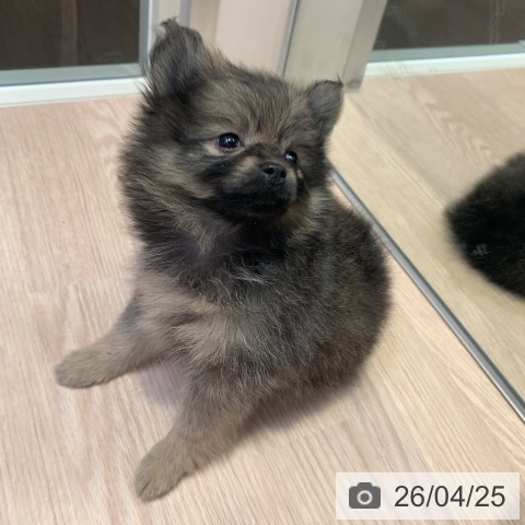 千葉県のポメラニアン (ペットプラス 幕張新都心店/2026年2月20日生まれ/女の子/ウルフセーブル)の子犬の4枚目の画像