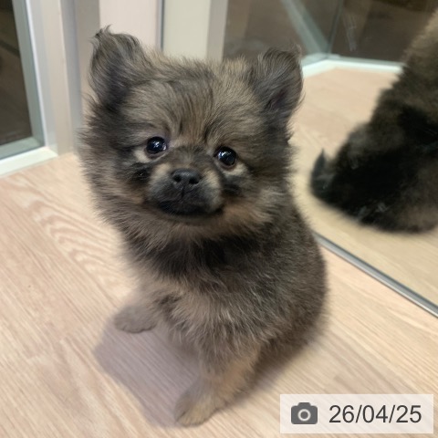 千葉県のポメラニアン (ペットプラス 幕張新都心店/2026年2月20日生まれ/女の子/ウルフセーブル)の子犬の3枚目の画像