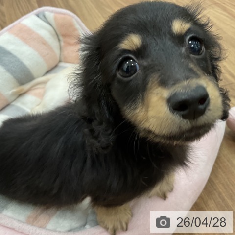 茨城県のカニンヘンダックスフンド(ロング) (ペッツワン 古河店/2026年2月19日生まれ/男の子/ブラックタン)の子犬の4枚目の画像
