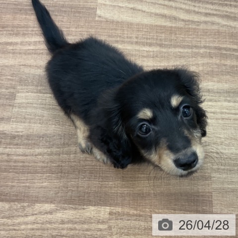 茨城県のカニンヘンダックスフンド(ロング) (ペッツワン 古河店/2026年2月19日生まれ/男の子/ブラックタン)の子犬の3枚目の画像