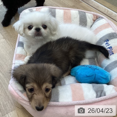 カニーンヘン・ダックスフンドの写真