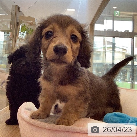 カニーンヘン・ダックスフンドの写真