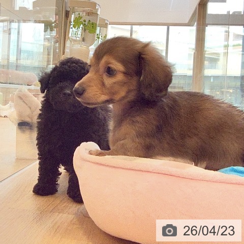 カニーンヘン・ダックスフンドの写真