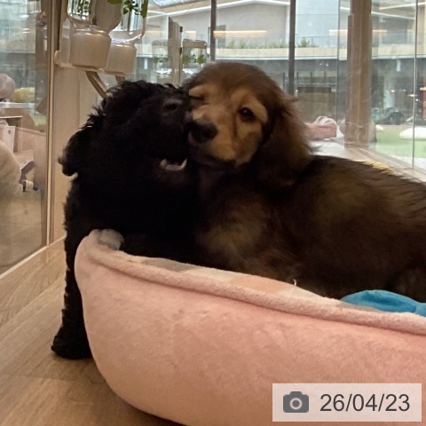 カニーンヘン・ダックスフンドの写真