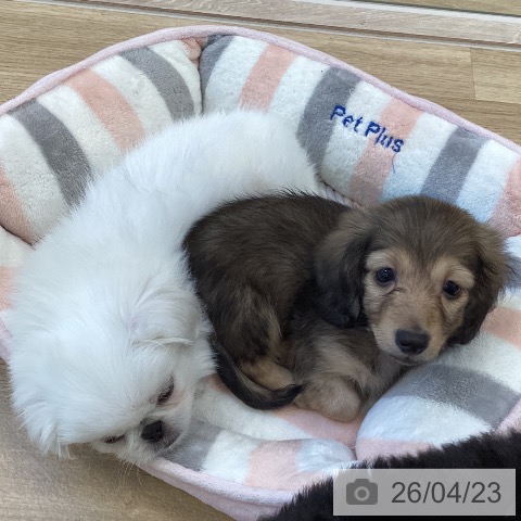 カニーンヘン・ダックスフンドの写真