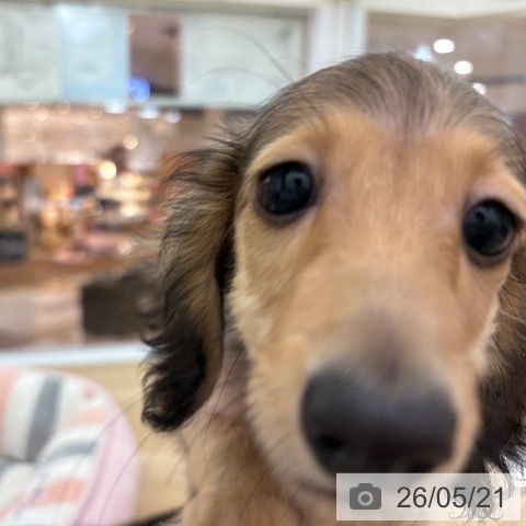 宮崎県のカニンヘンダックスフンド(ロング) (ペットプラス 宮崎店/2026年2月19日生まれ/男の子/シェーデットイエロー)の子犬の3枚目の画像