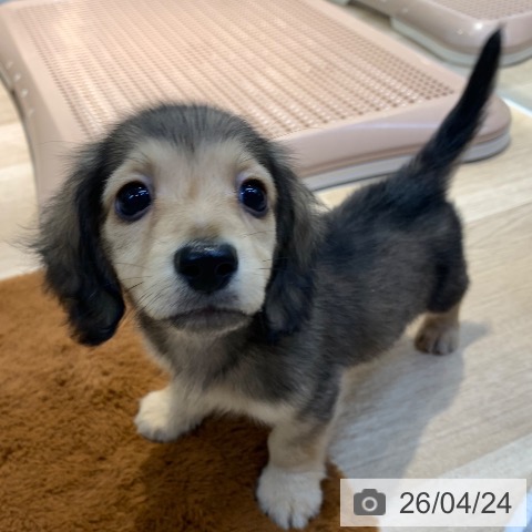 カニーンヘン・ダックスフンドの写真