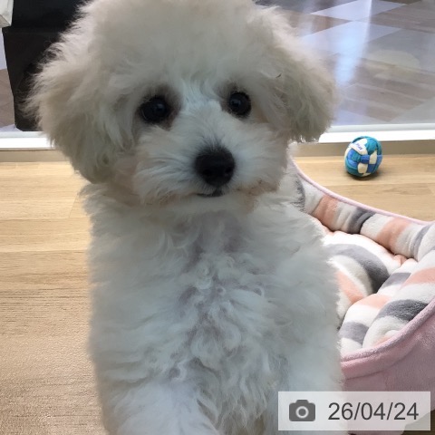 宮崎県のトイプードル(トイ) (ペットプラス 宮崎店/2026年2月11日生まれ/男の子/ホワイト)の子犬の4枚目の画像