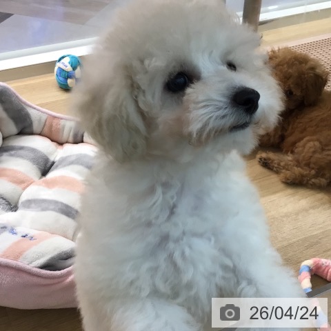 宮崎県のトイプードル(トイ) (ペットプラス 宮崎店/2026年2月11日生まれ/男の子/ホワイト)の子犬の3枚目の画像