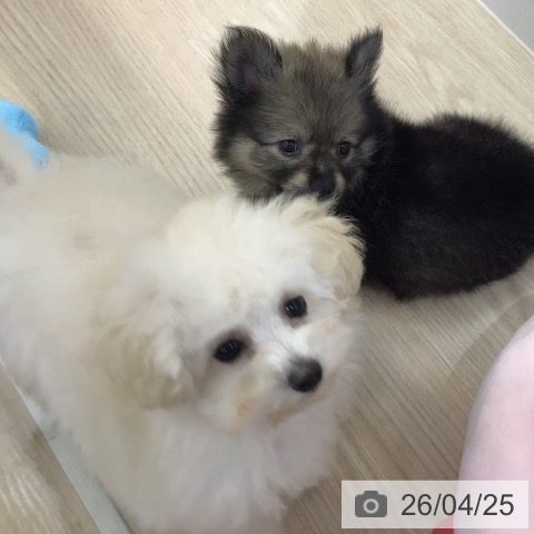 沖縄県のトイプードル(トイ) (ペットプラス 沖縄ライカム店/2026年2月11日生まれ/男の子/ホワイト)の子犬の4枚目の画像