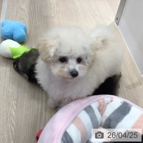 沖縄県のトイプードル(トイ) (ペットプラス 沖縄ライカム店/2026年2月11日生まれ/男の子/ホワイト)の子犬の3枚目の画像