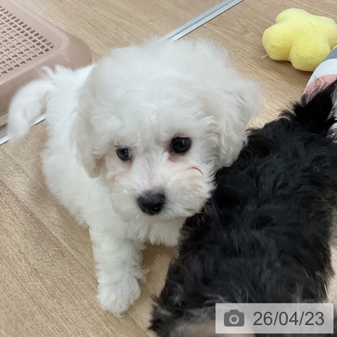 福岡県のビションフリーゼ (ペットプラス 八幡東店/2026年2月18日生まれ/男の子/ホワイト)の子犬の4枚目の画像