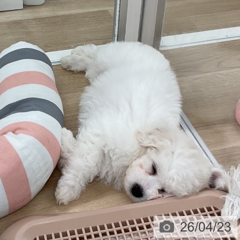 福岡県のビションフリーゼ (ペットプラス 八幡東店/2026年2月18日生まれ/男の子/ホワイト)の子犬の3枚目の画像