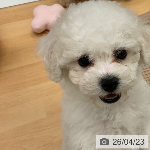 福岡県のビションフリーゼ (ペットプラス 福岡店/2026年2月18日生まれ/男の子/ホワイト)の子犬の4枚目の画像