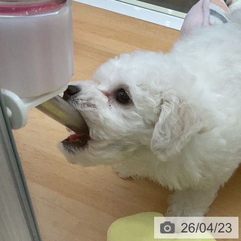 福岡県のビションフリーゼ (ペットプラス 福岡店/2026年2月18日生まれ/男の子/ホワイト)の子犬の3枚目の画像