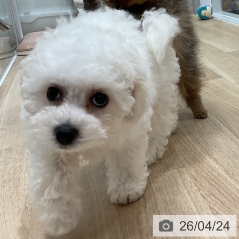 福岡県のビションフリーゼ (ペットプラス 香椎浜店/2026年2月18日生まれ/女の子/ホワイト)の子犬の4枚目の画像