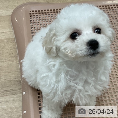 福岡県のビションフリーゼ (ペットプラス 香椎浜店/2026年2月18日生まれ/女の子/ホワイト)の子犬の3枚目の画像