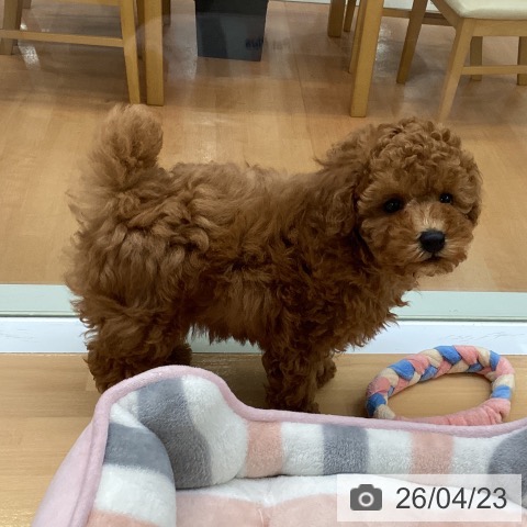 トイ・プードルの写真