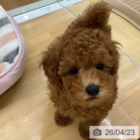 福岡県のトイプードル(トイ) (ペットプラス 香椎浜店/2026年2月20日生まれ/女の子/レッド)の子犬の4枚目の画像
