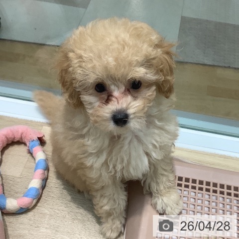 埼玉県のトイプードル(トイ) (ペットプラス ららぽーと新三郷店/2026年2月18日生まれ/女の子/アプリコット)の子犬の3枚目の画像