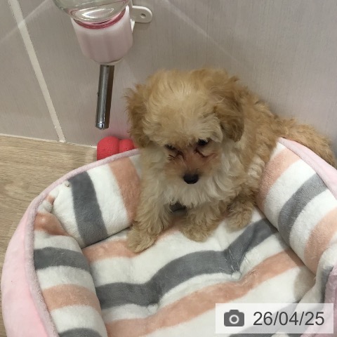 沖縄県のトイプードル(トイ) (ペットプラス 沖縄ライカム店/2026年2月18日生まれ/女の子/アプリコット)の子犬の4枚目の画像