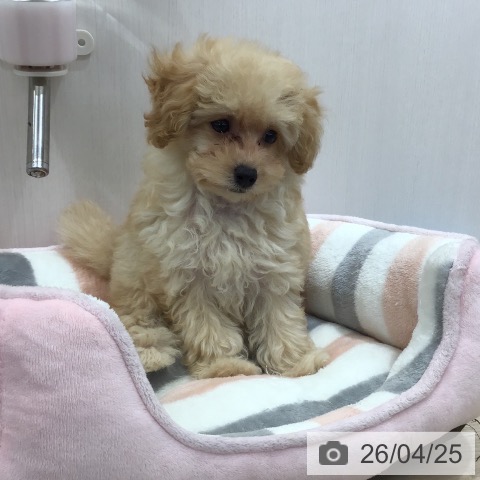 沖縄県のトイプードル(トイ) (ペットプラス 沖縄ライカム店/2026年2月18日生まれ/女の子/アプリコット)の子犬の3枚目の画像