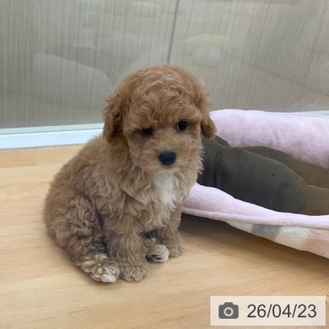 トイ・プードルの写真