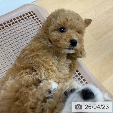 トイ・プードルの写真