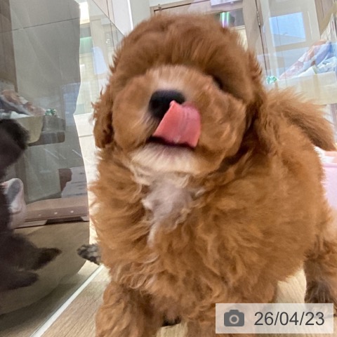 トイ・プードルの写真