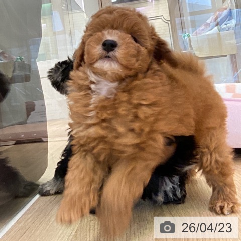 トイ・プードルの写真