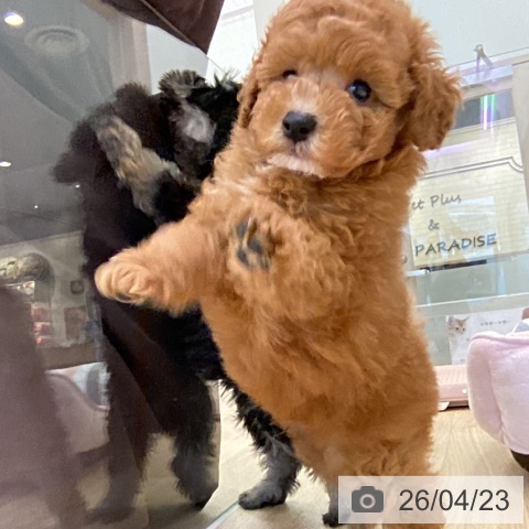 トイ・プードルの写真