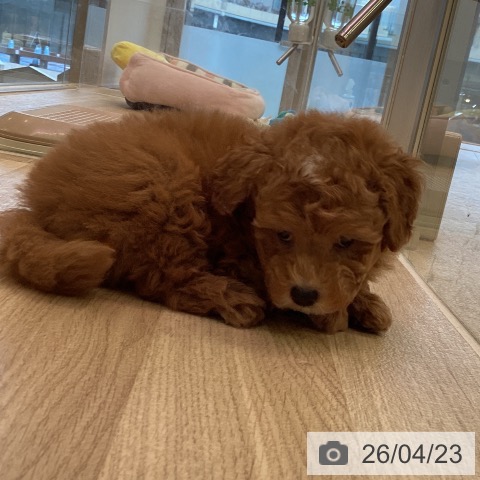 トイ・プードルの写真