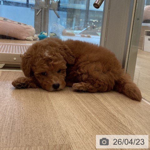 トイ・プードルの写真