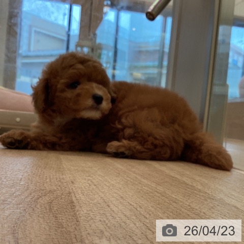 トイ・プードルの写真