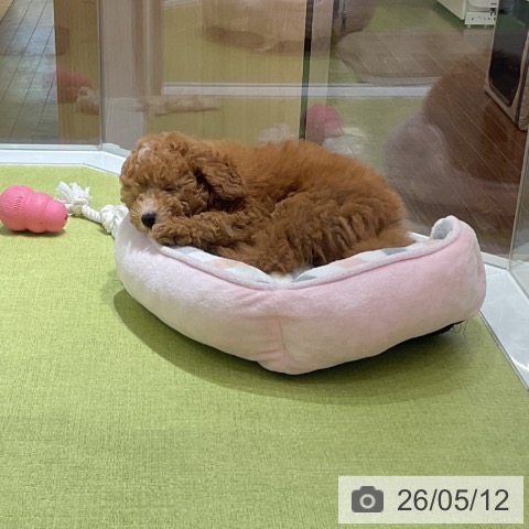 福岡県のトイプードル(トイ) (ペットプラス 福岡店/2026年2月20日生まれ/男の子/アプリコット)の子犬の3枚目の画像