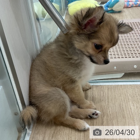福岡県のチワワ(ロング) (ペットプラス 八幡東店/2026年2月20日生まれ/男の子/フォーンホワイト)の子犬の3枚目の画像