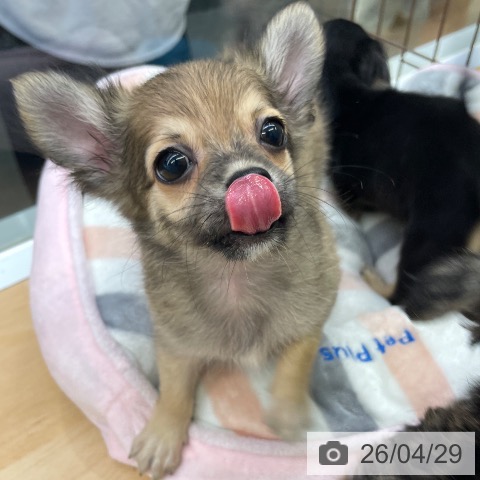 福岡県のチワワ(ロング) (ペットプラス MARK IS 福岡ももち店/2026年2月20日生まれ/男の子/フォーンホワイト)の子犬の3枚目の画像