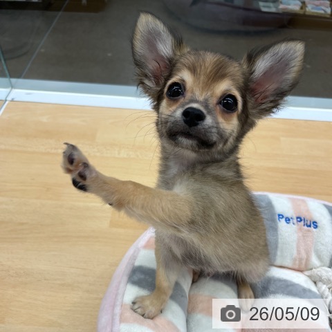 福岡県のチワワ(ロング) (ペットプラス MARK IS 福岡ももち店/2026年2月20日生まれ/男の子/フォーンホワイト)の子犬の3枚目の画像