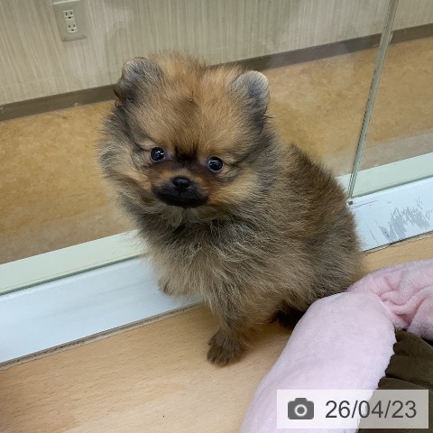 ポメラニアンの写真