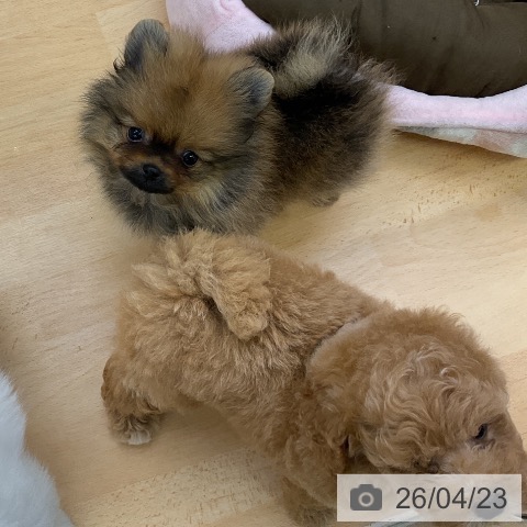 ポメラニアンの写真