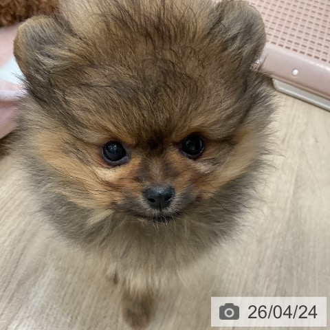 福岡県のポメラニアン (ペットプラス 香椎浜店/2026年2月21日生まれ/女の子/オレンジセーブル)の子犬の4枚目の画像