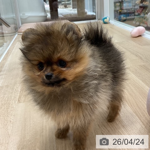 福岡県のポメラニアン (ペットプラス 香椎浜店/2026年2月21日生まれ/女の子/オレンジセーブル)の子犬の3枚目の画像