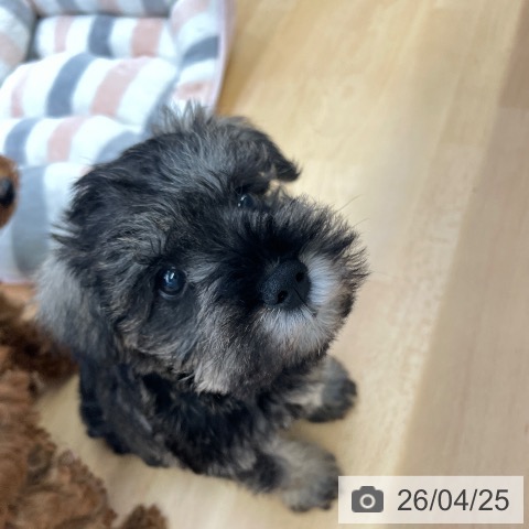 ミニチュア・シュナウザーの写真