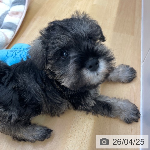 ミニチュア・シュナウザーの写真